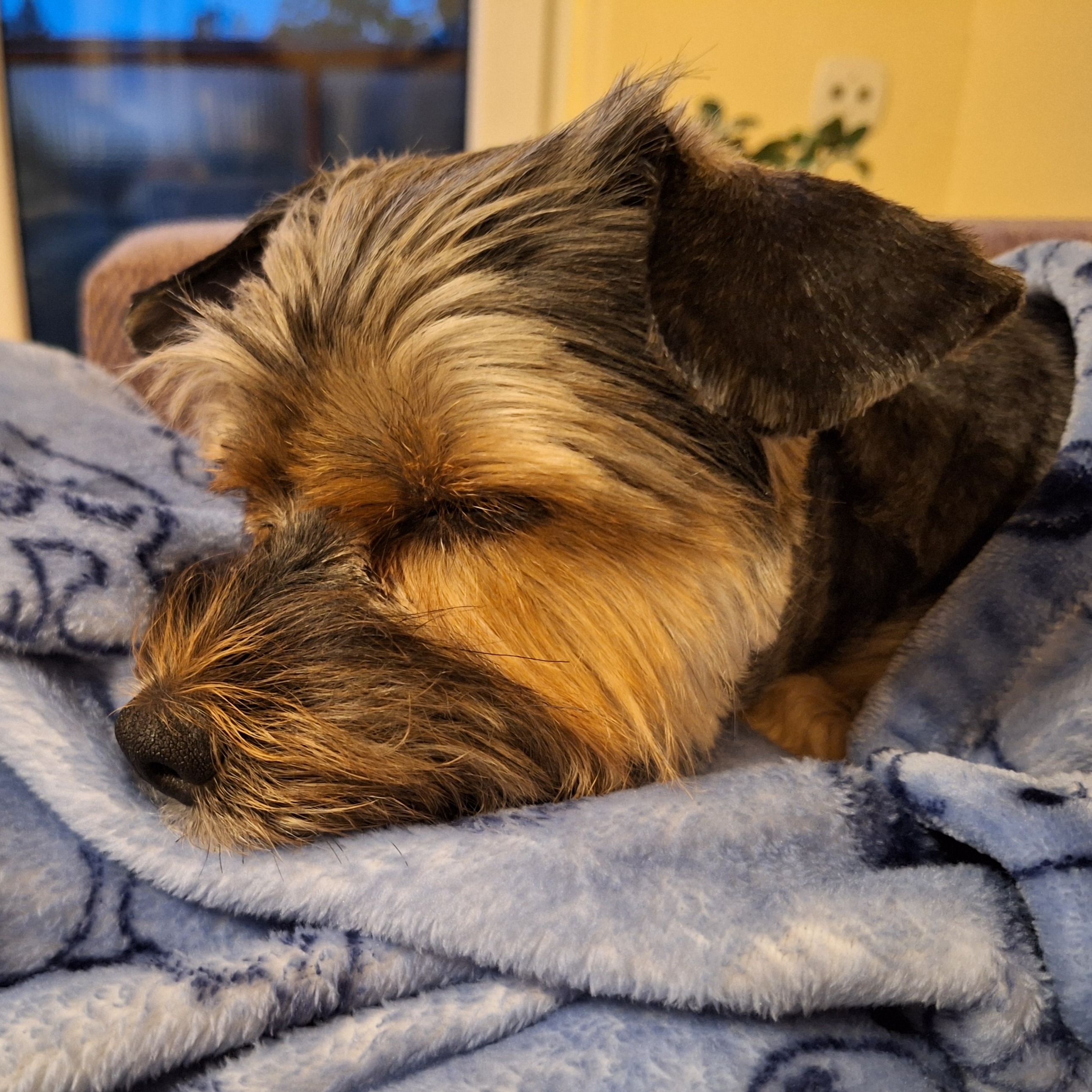 paníček Tereza D. 🐩 Nelly