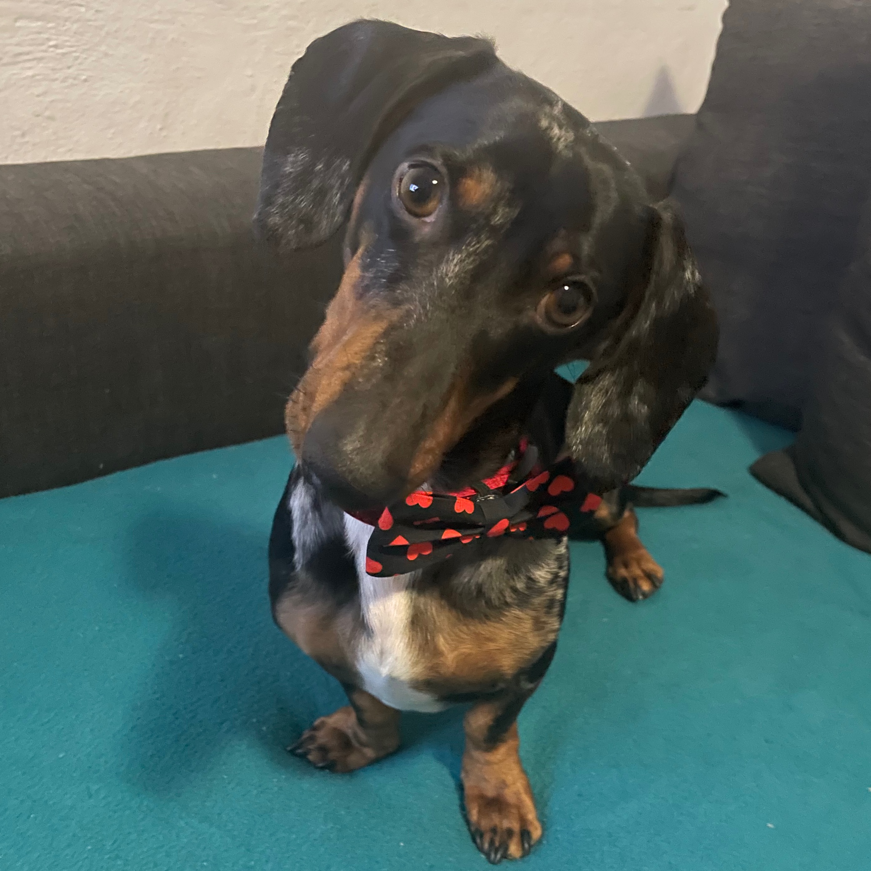 paníček Zuzana M. 🐕 Ouško 