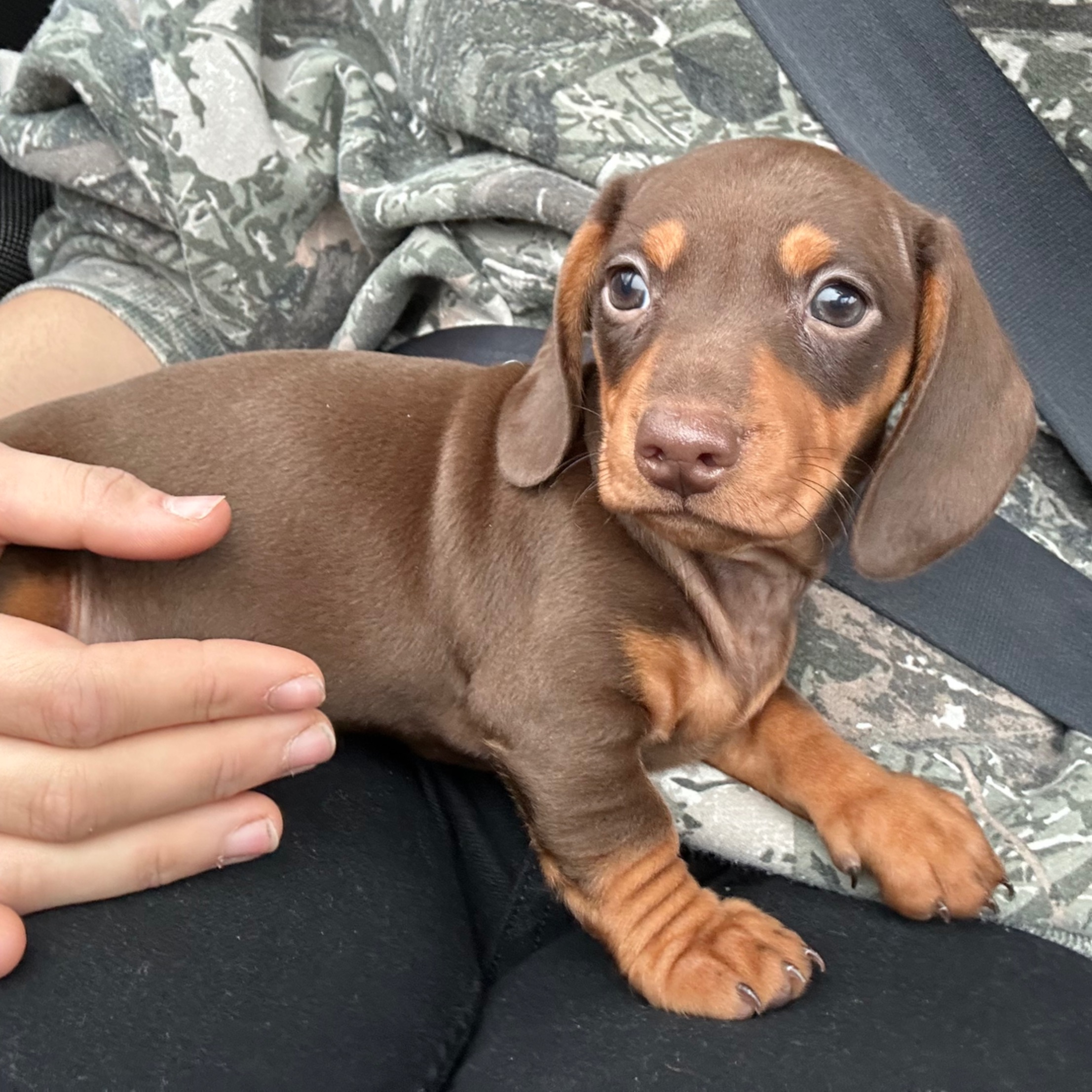 paníček Ester D. 🐕 Čenda