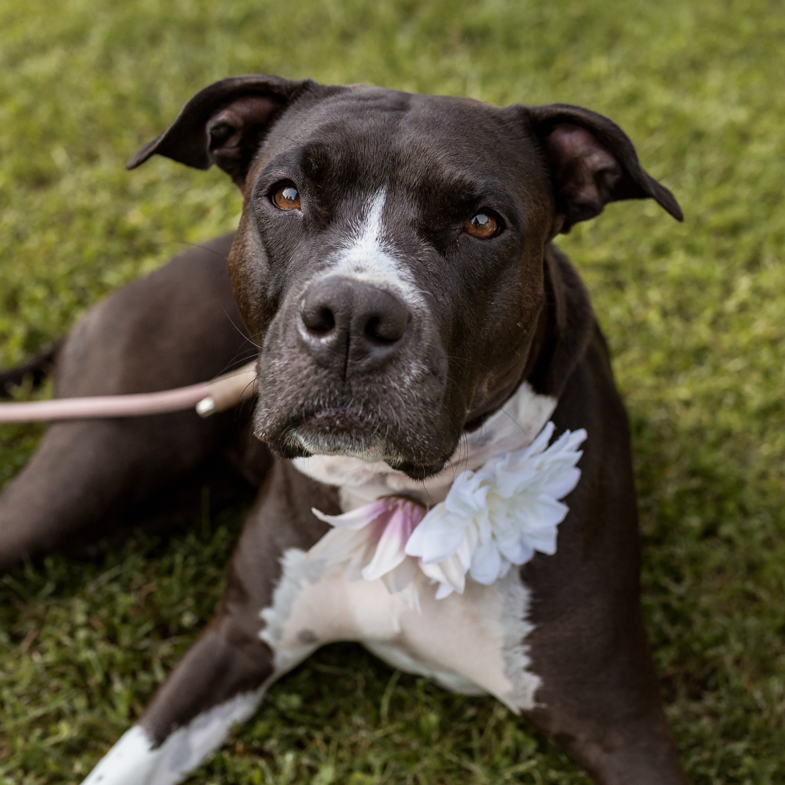 paníček Lucie M. 🐕 Bessie