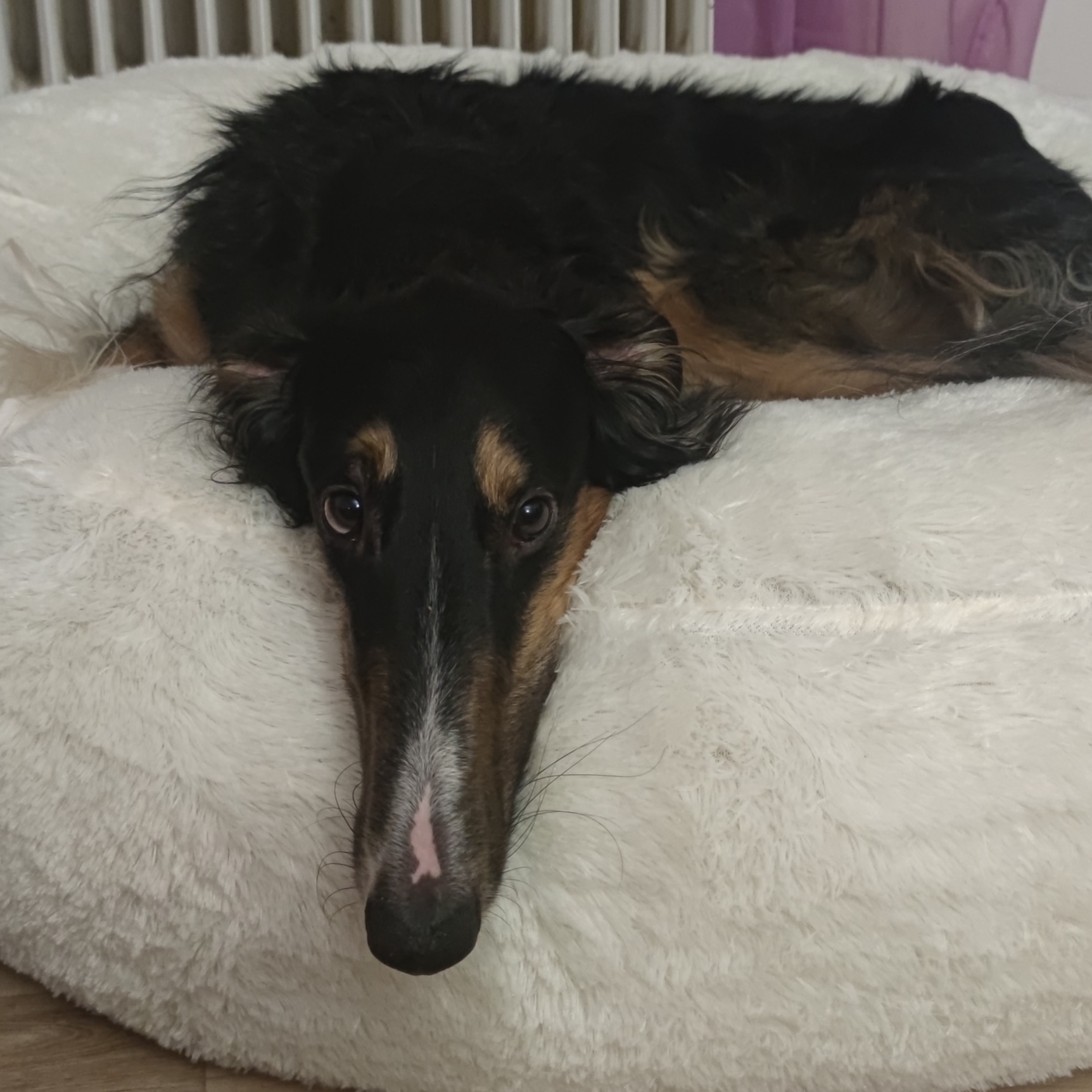 paníček Tereza Č. 🐕 Ragy