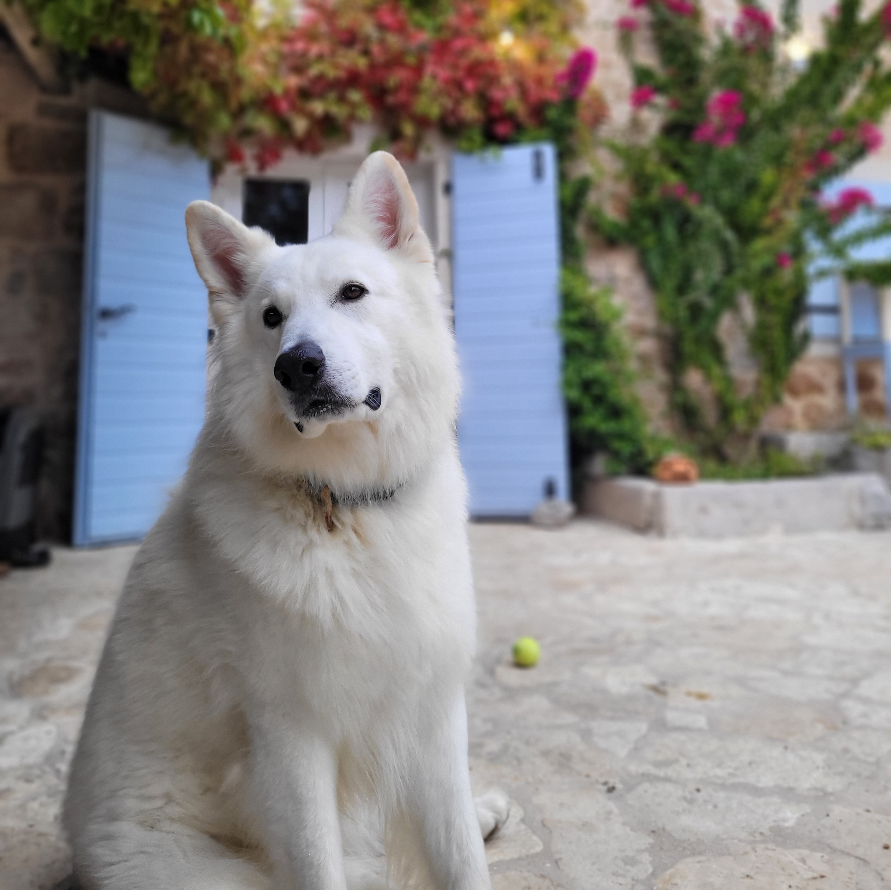 paníček Monika D. 🐕 Max