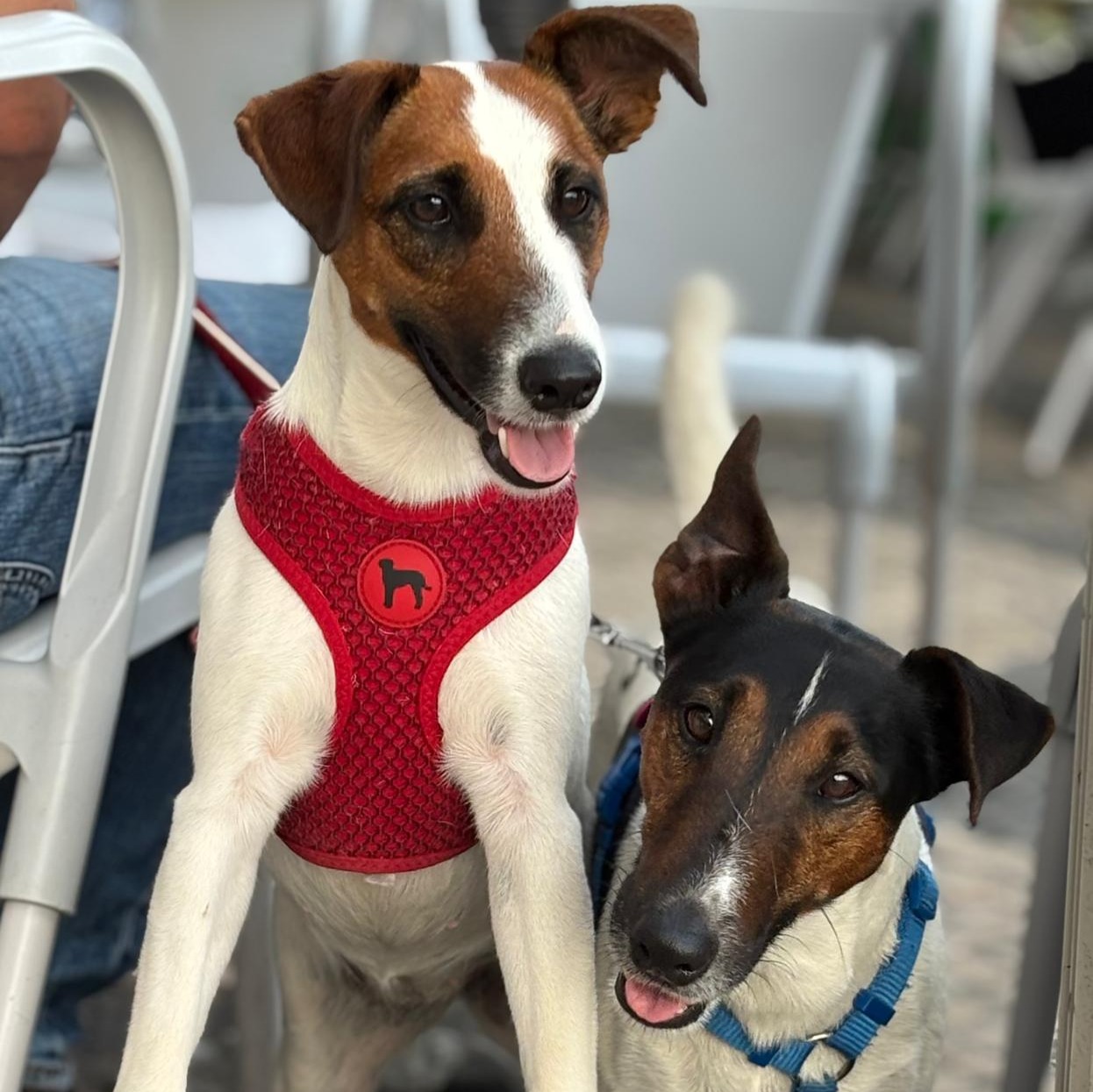 paníček Jitka F. 🐕 Zina a Linux