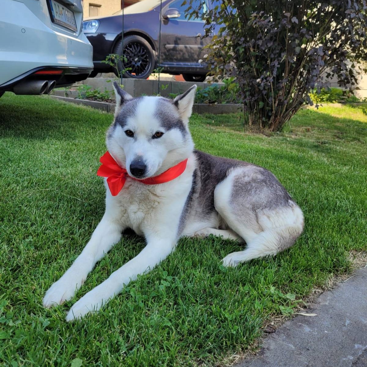 paníček Mária K. 🐕 Daisy