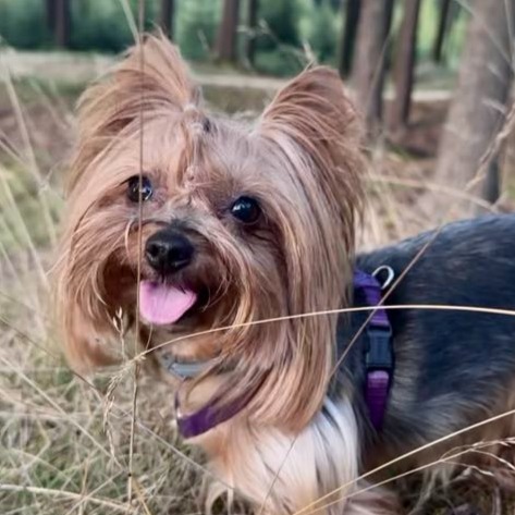 paníček Dominika S. 🐕 Annie