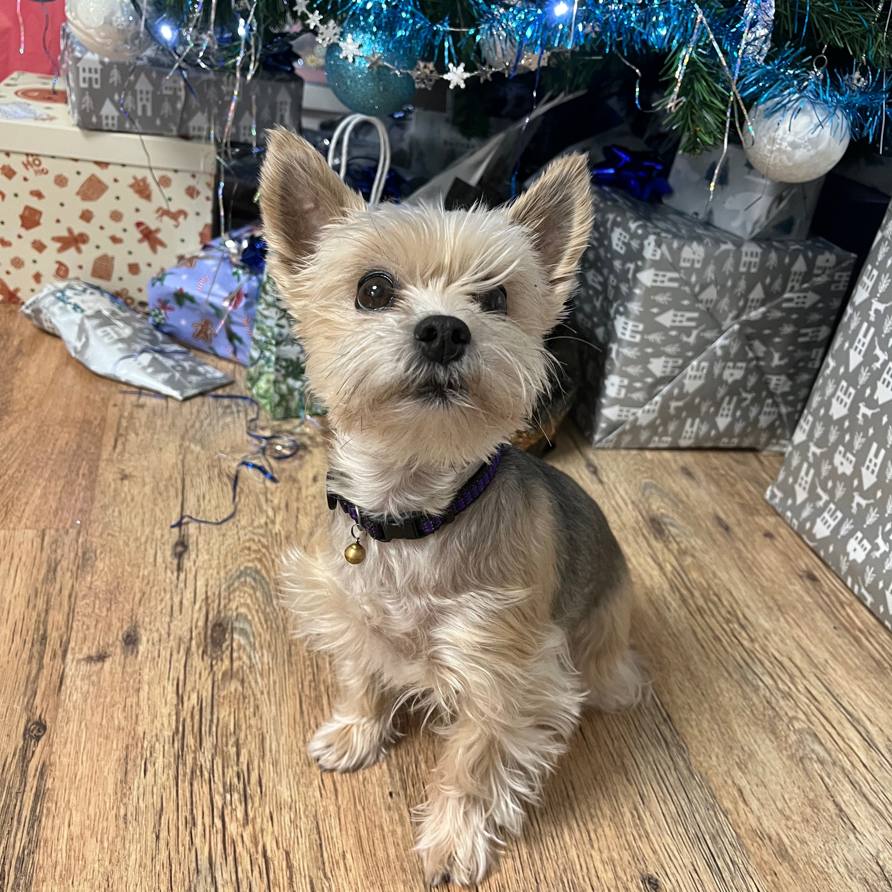 paníček Nikola Z. 🐩 Lilly