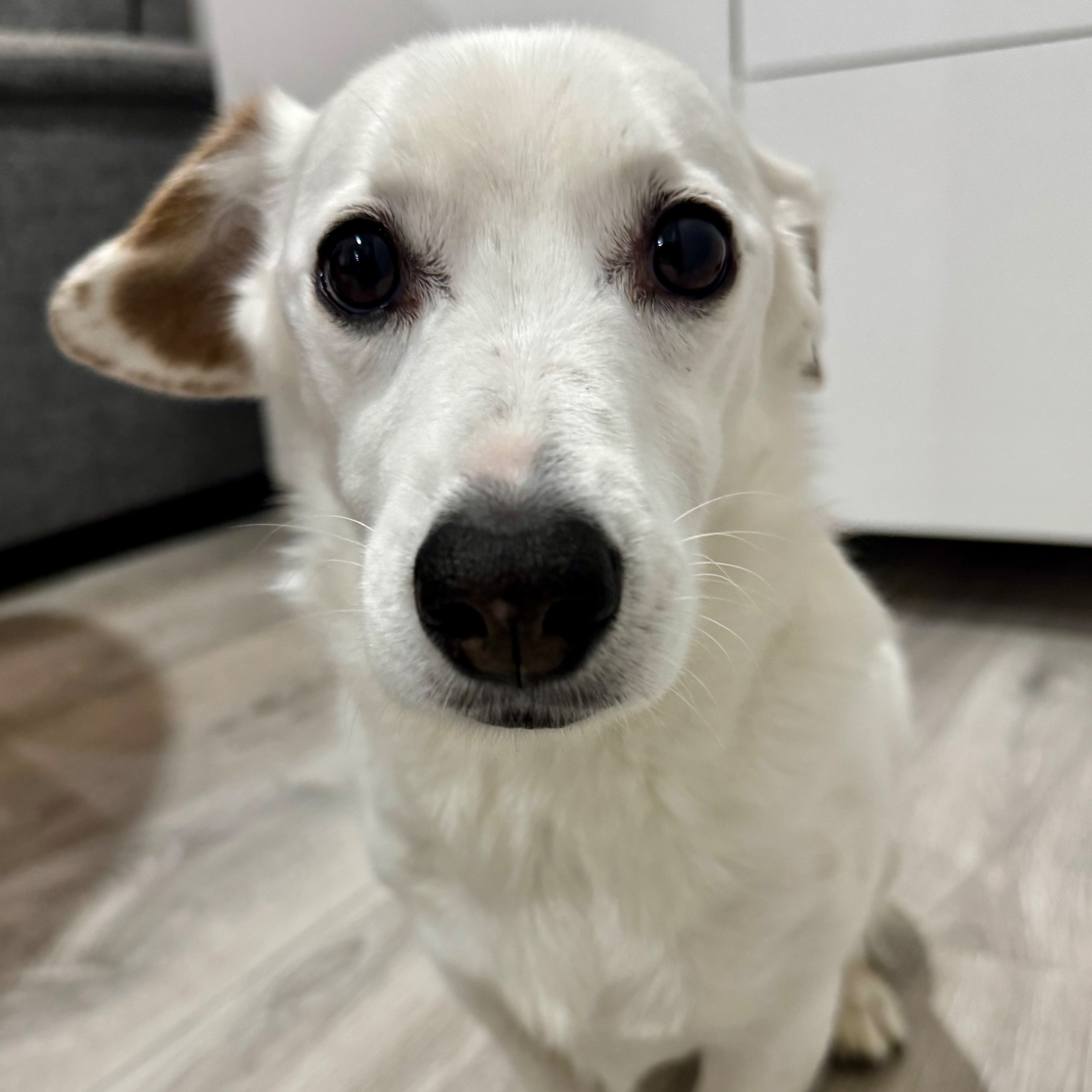 paníček Michaela U. 🐕 Zapa