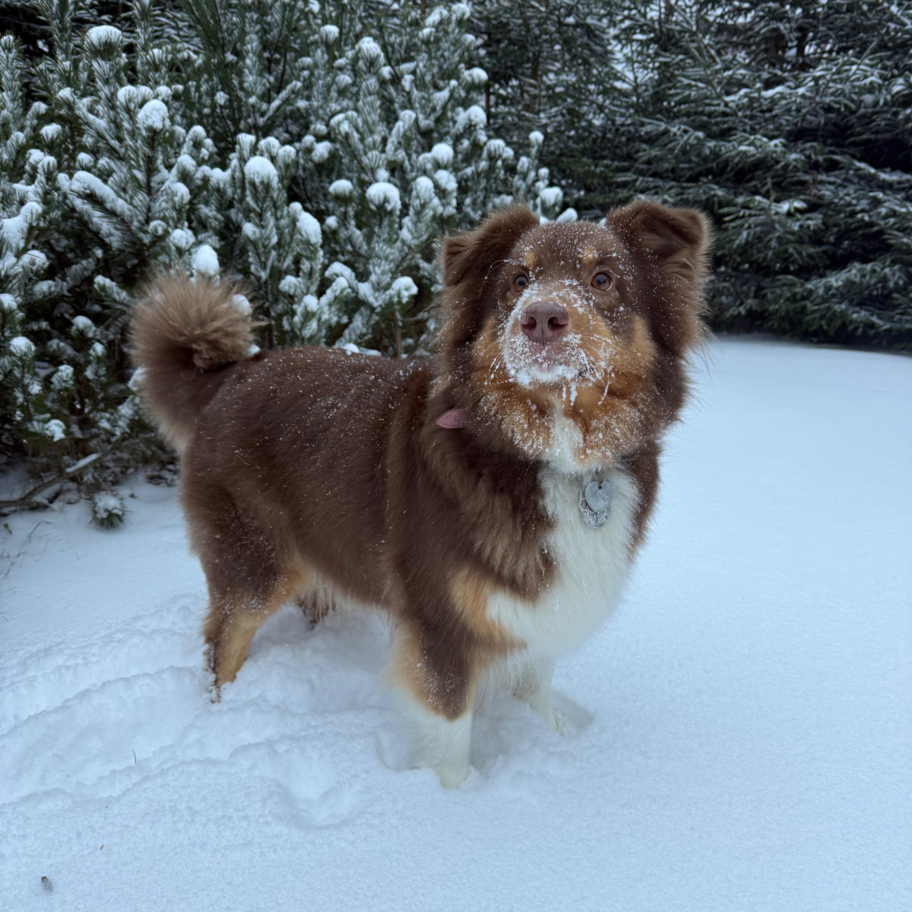 paníček Nela S. 🐕 Arven