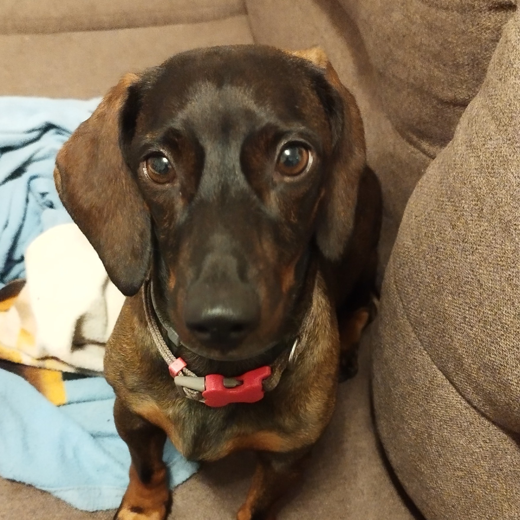 paníček Lucia K. 🐕 Lady