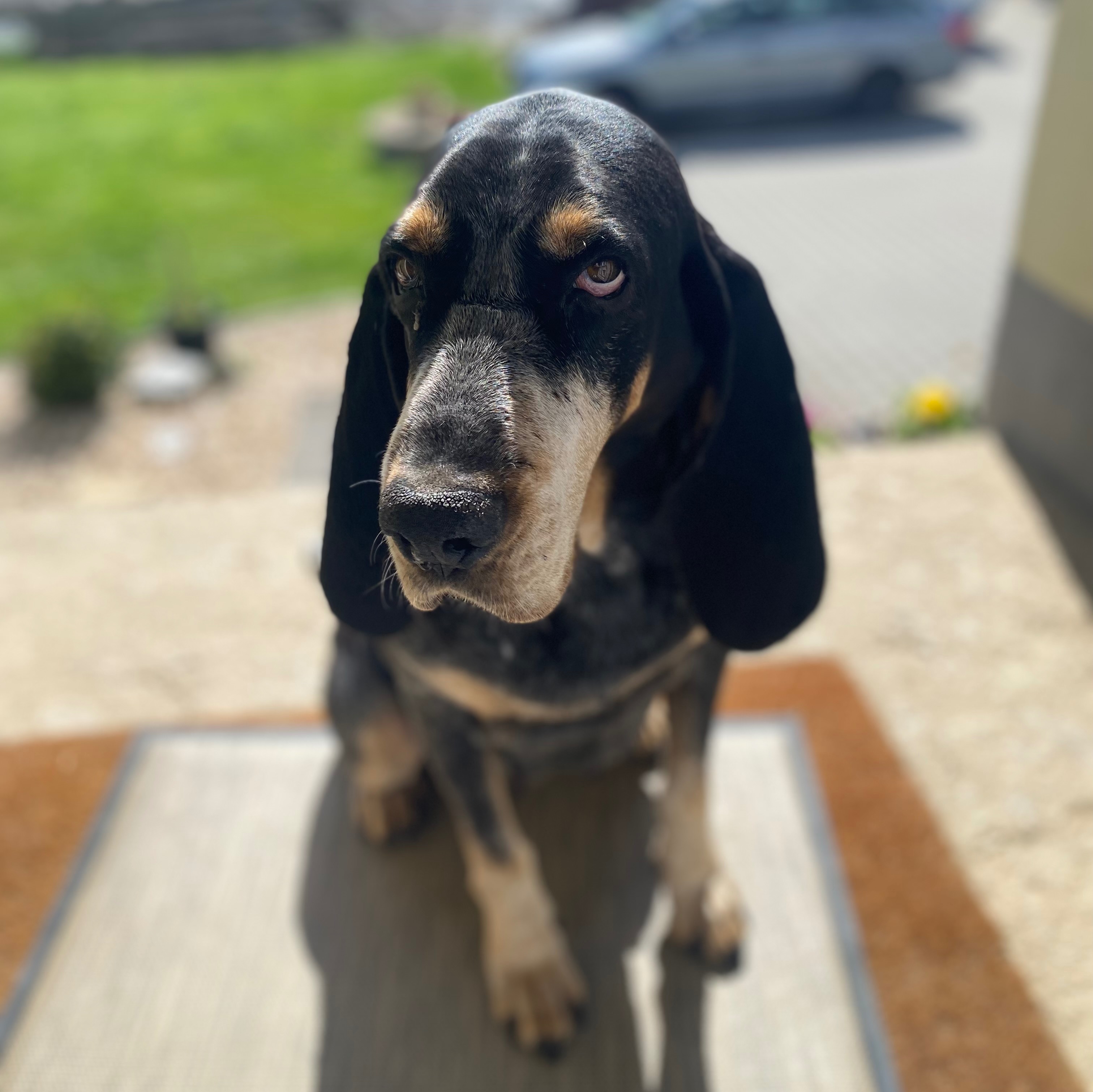 paníček Adam V. 🐕 Adele