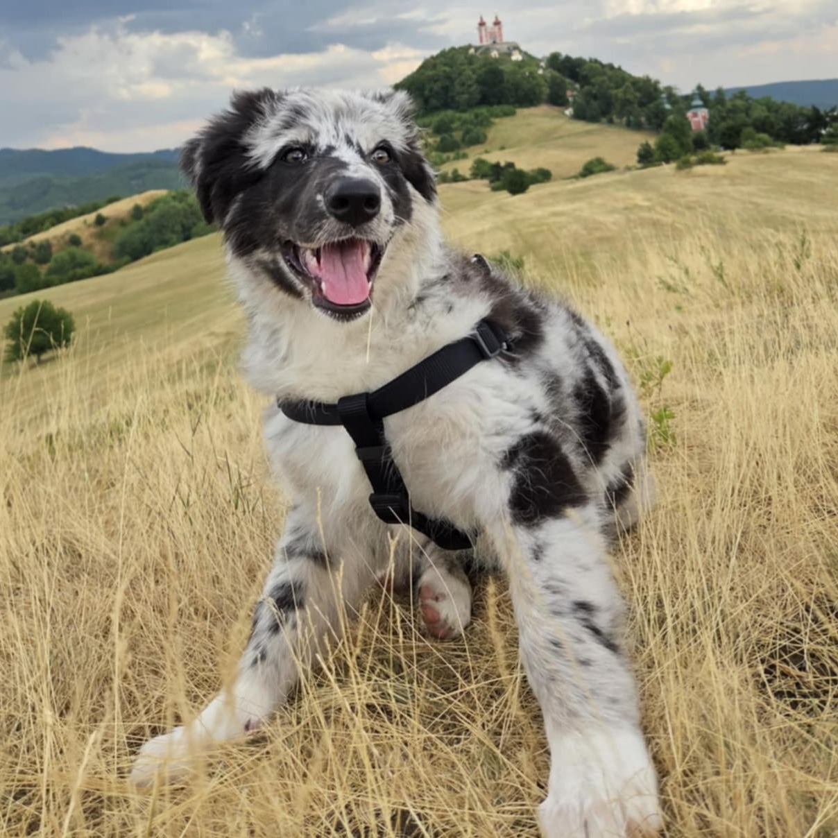 paníček Anna Č. 🐕 Aurora