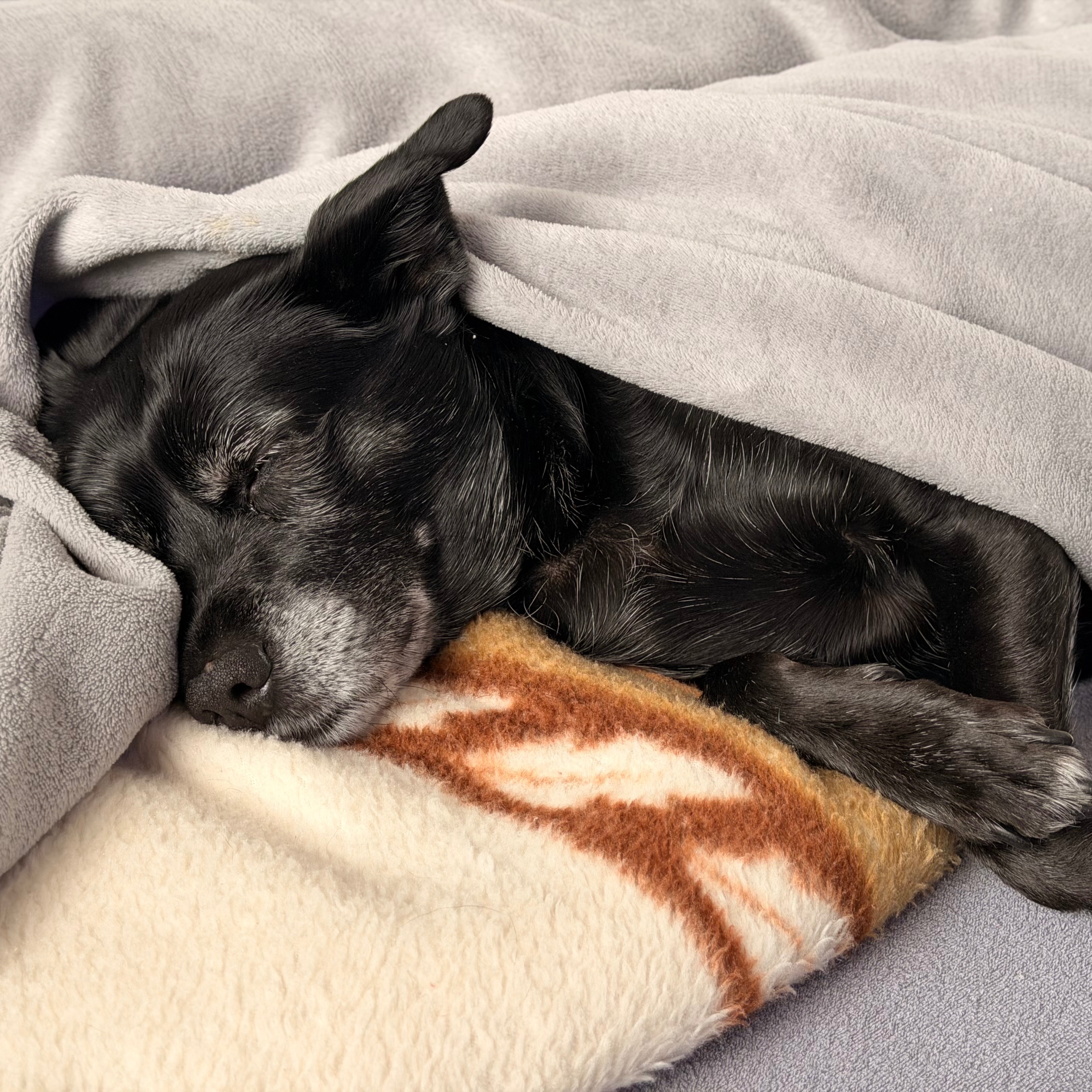 paníček Dagmar B. 🐕 Marinka