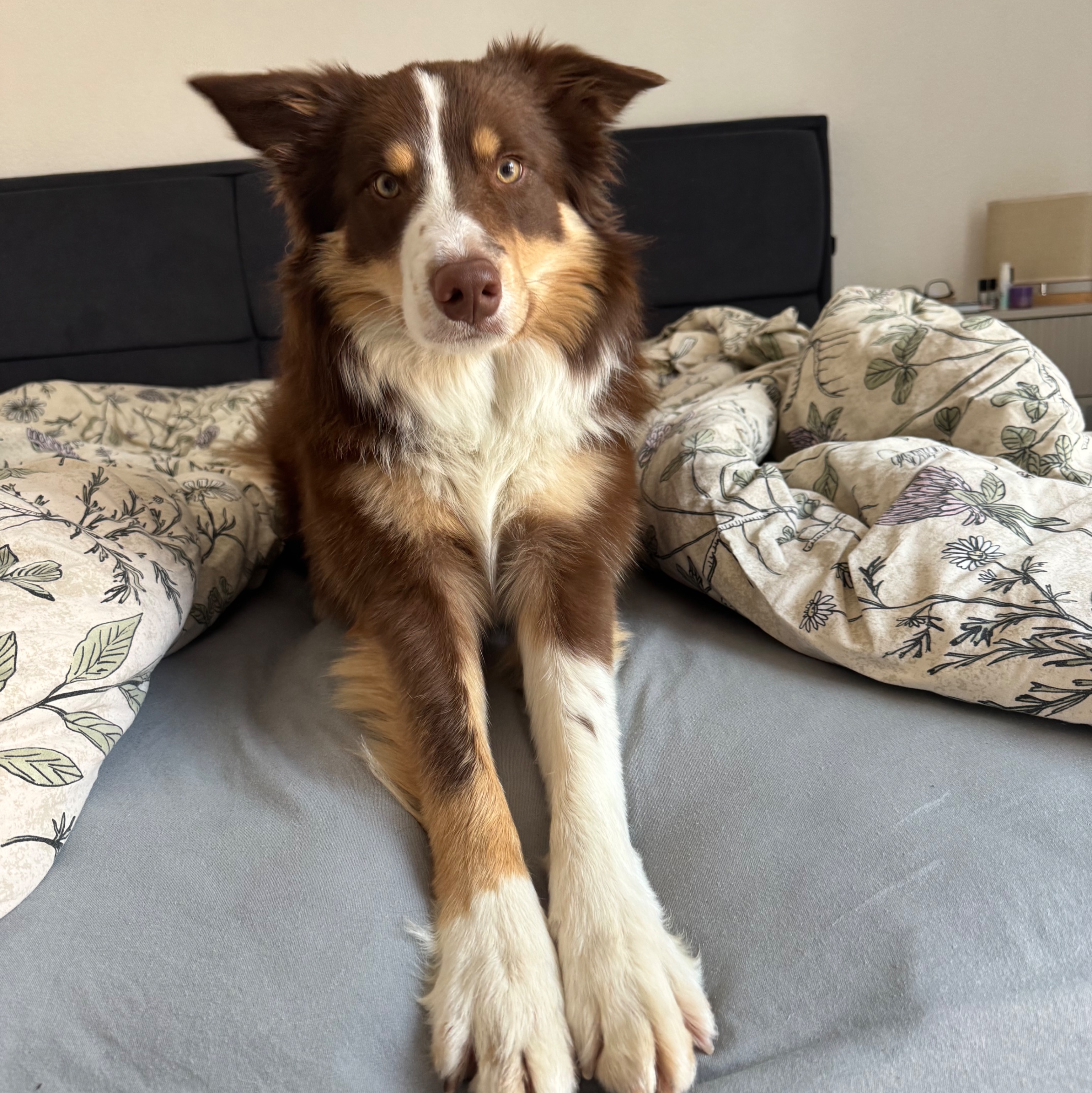 paníček Barbora B. 🐕 Leo