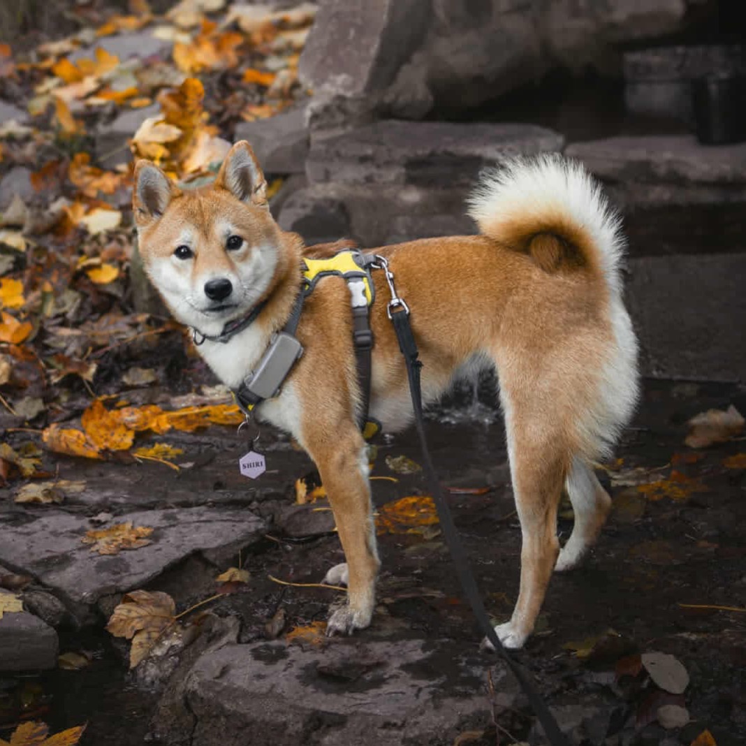 paníček Daniela B. 🐕 Shiri