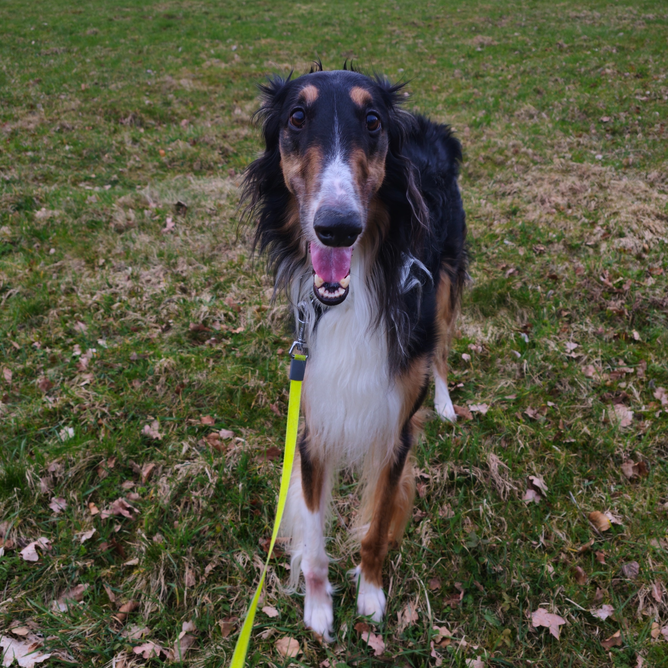 paníček Tereza Č. 🐕 Ragy