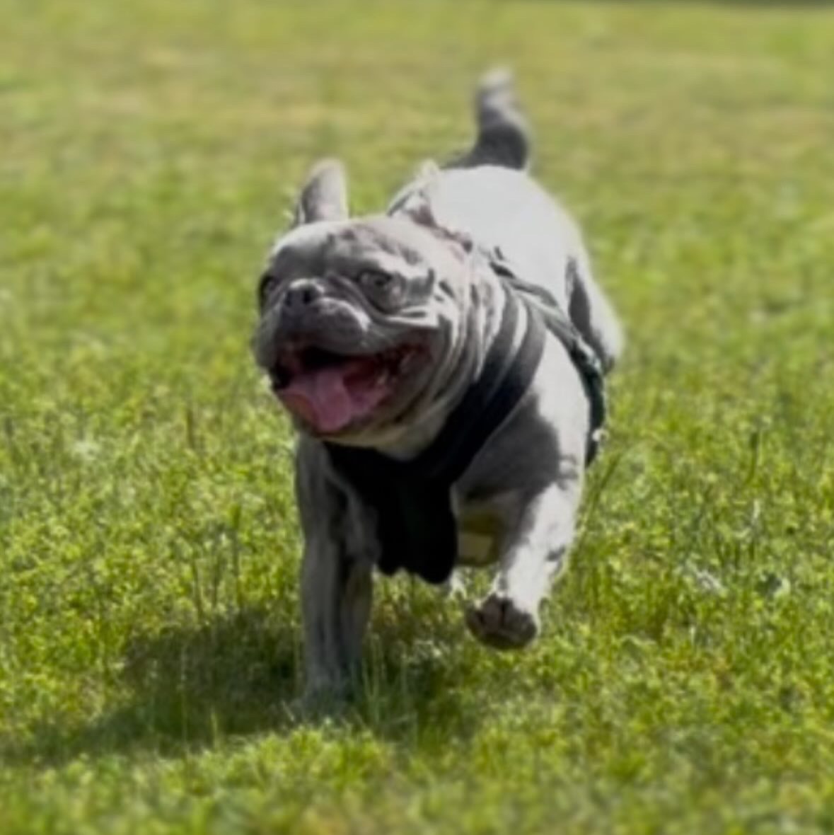 paníček Jakub N. 🐕 Šade