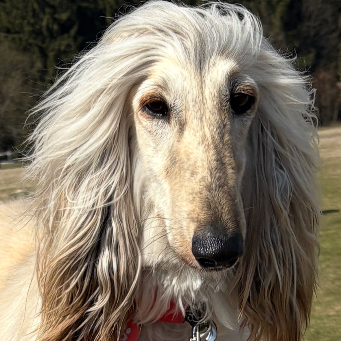 paníček Kateřina N. 🐕 Ava