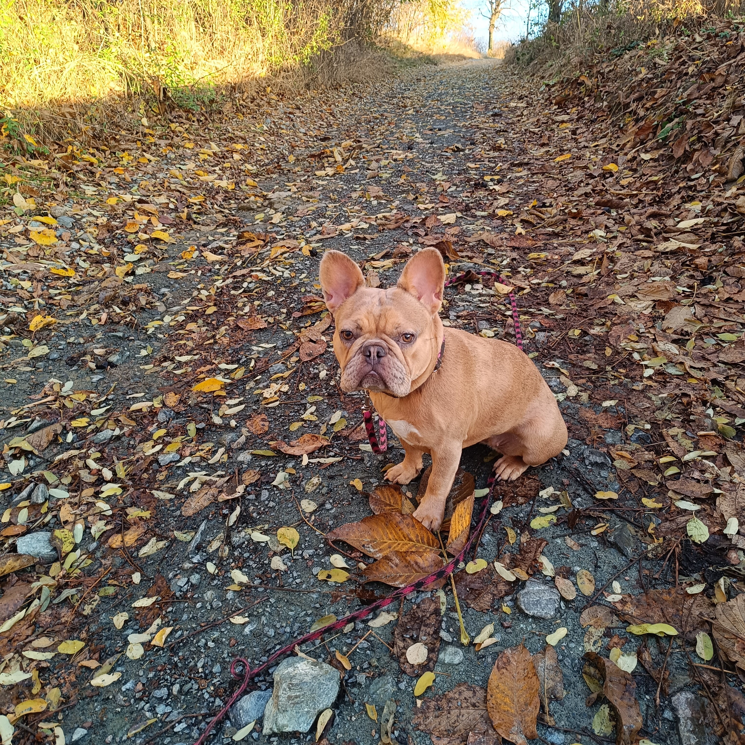 paníček Verca W. 🐩 Darina 