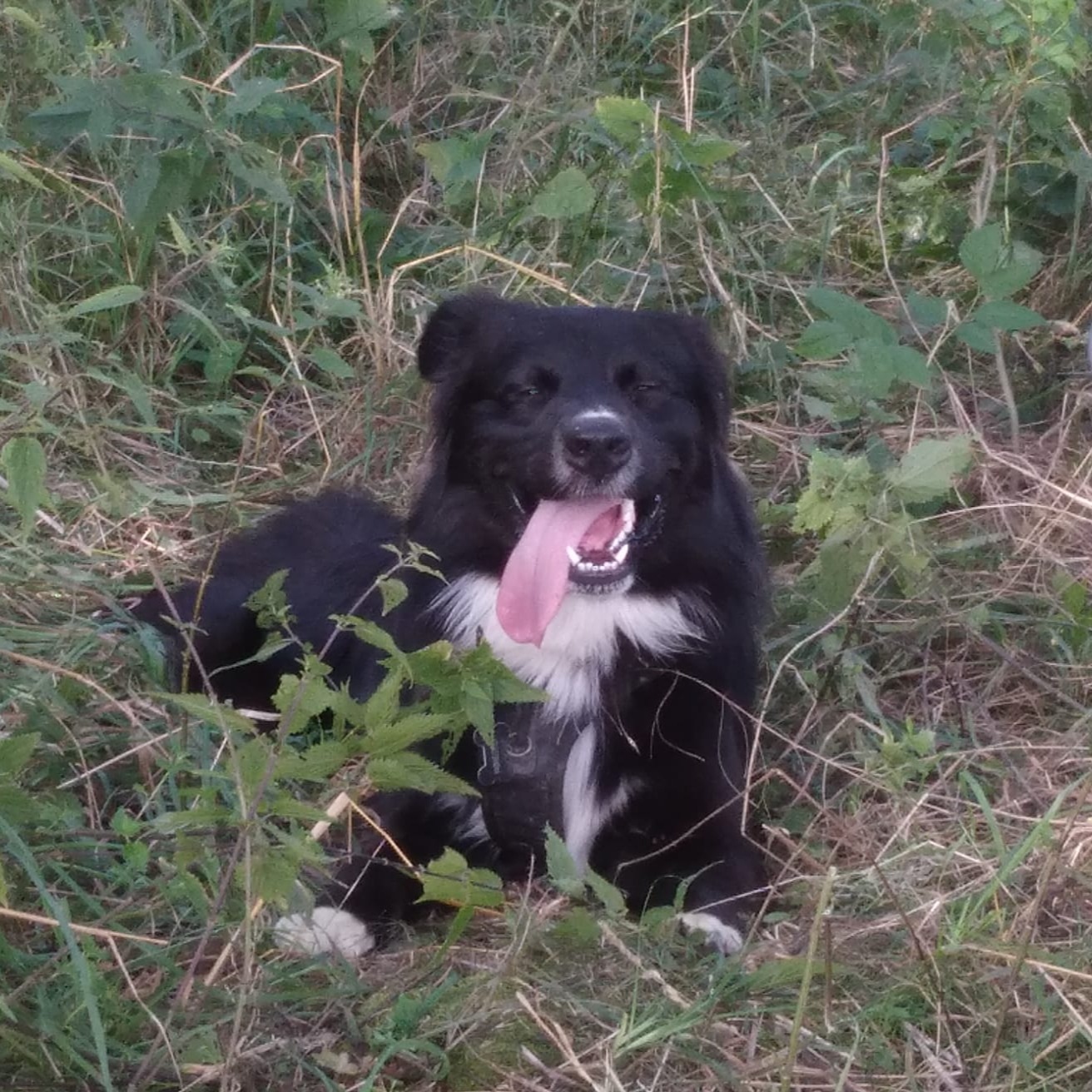 paníček Matěj M. 🐕 Tasty