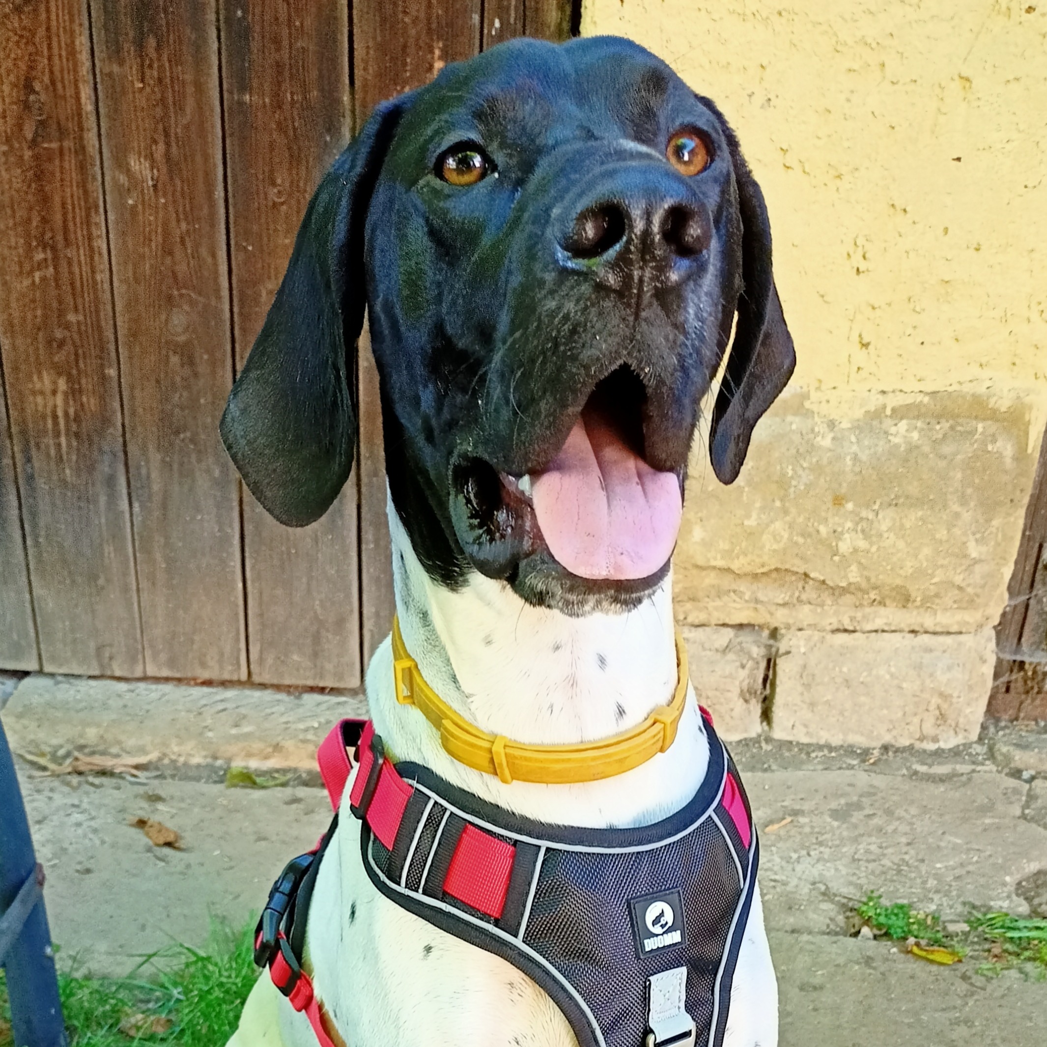 paníček Ester D. 🐕 Rusty