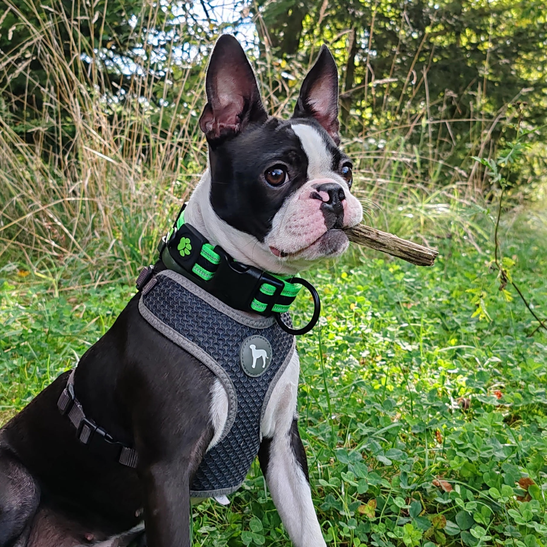 paníček Radim P. 🐕 Molly