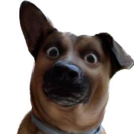 paníček Anna T. 🐕 Berťa