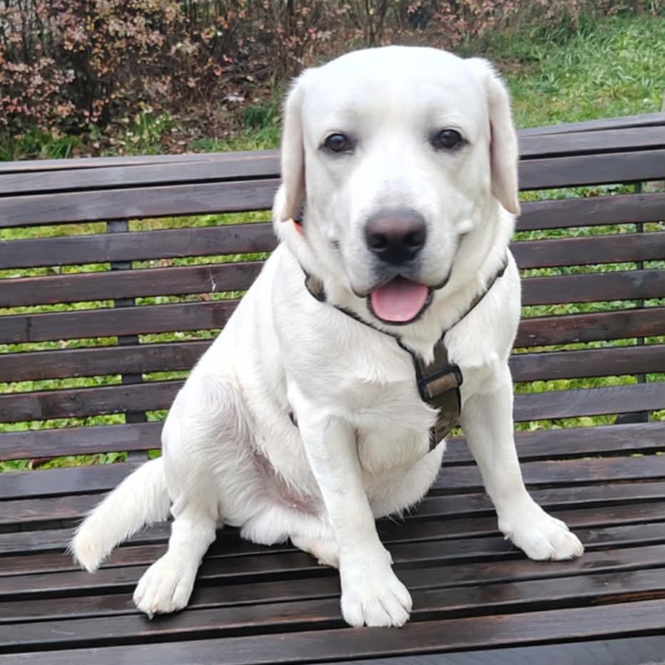 paníček Kateřina K. 🐕 Vicky