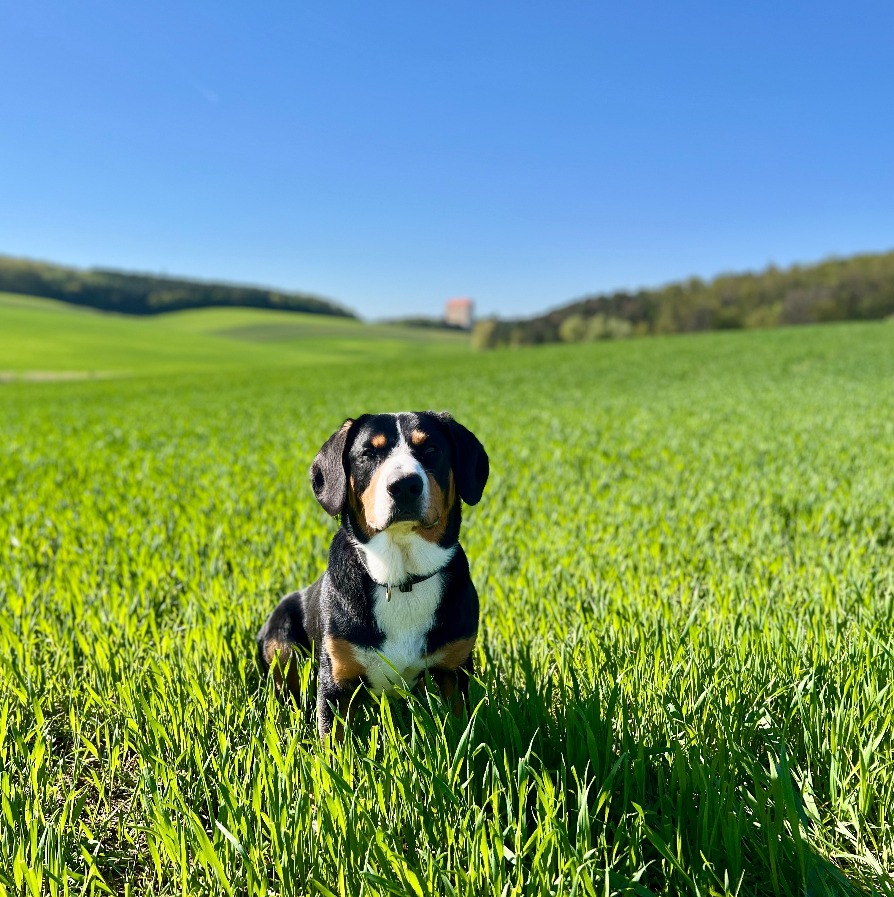 paníček Kamila F. 🐕 Xavier