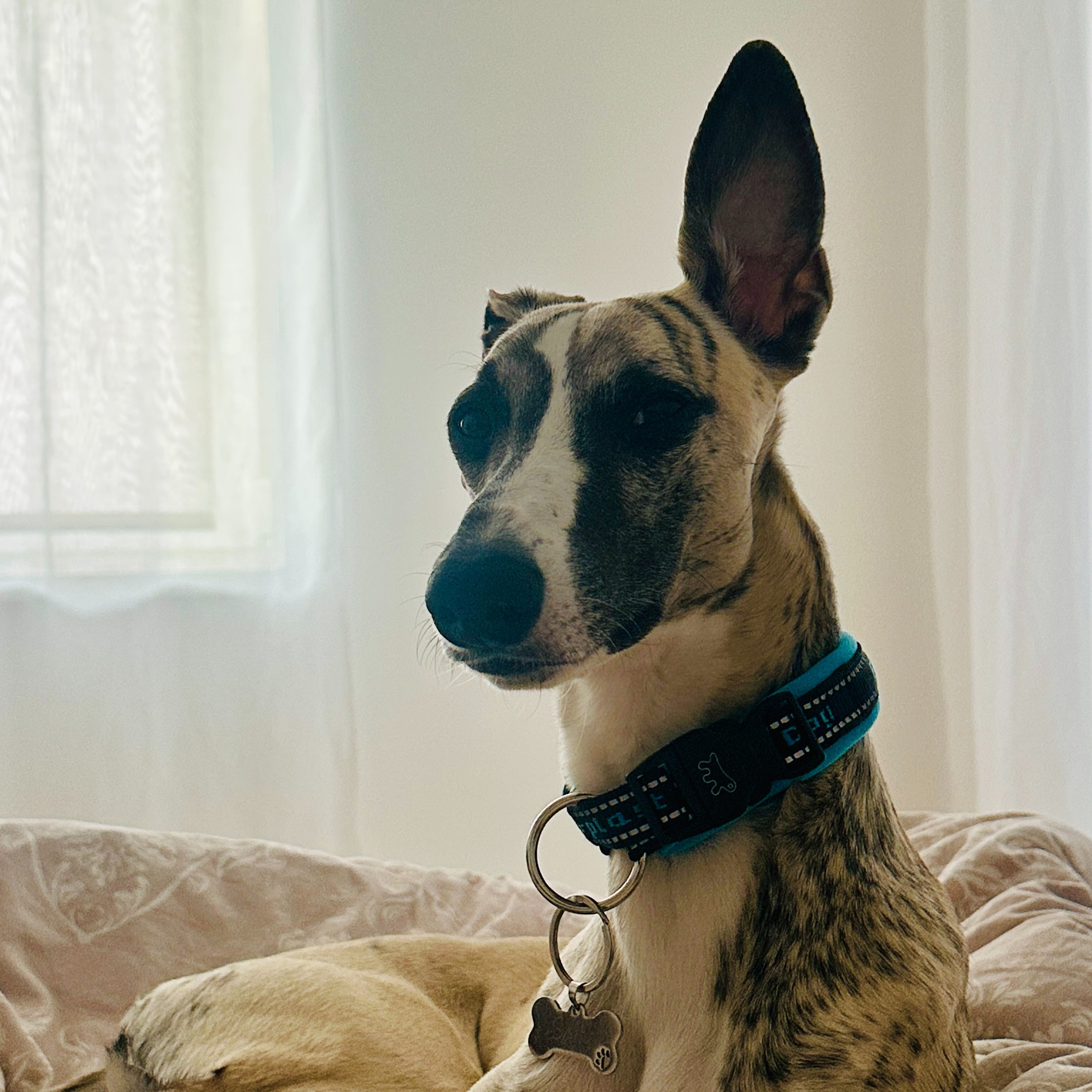 paníček Adrián B. 🐕 Sally