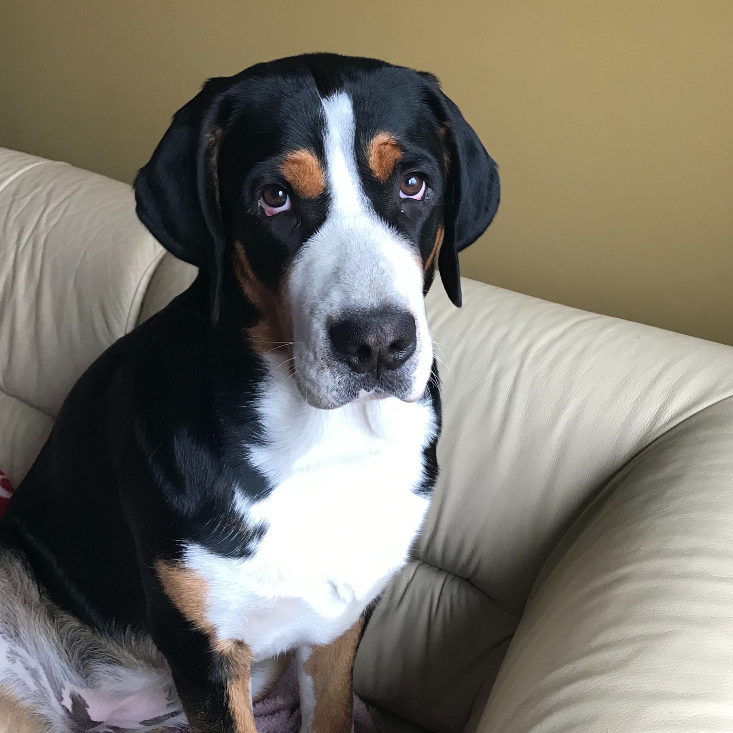 paníček Milena S. 🐕 Stella