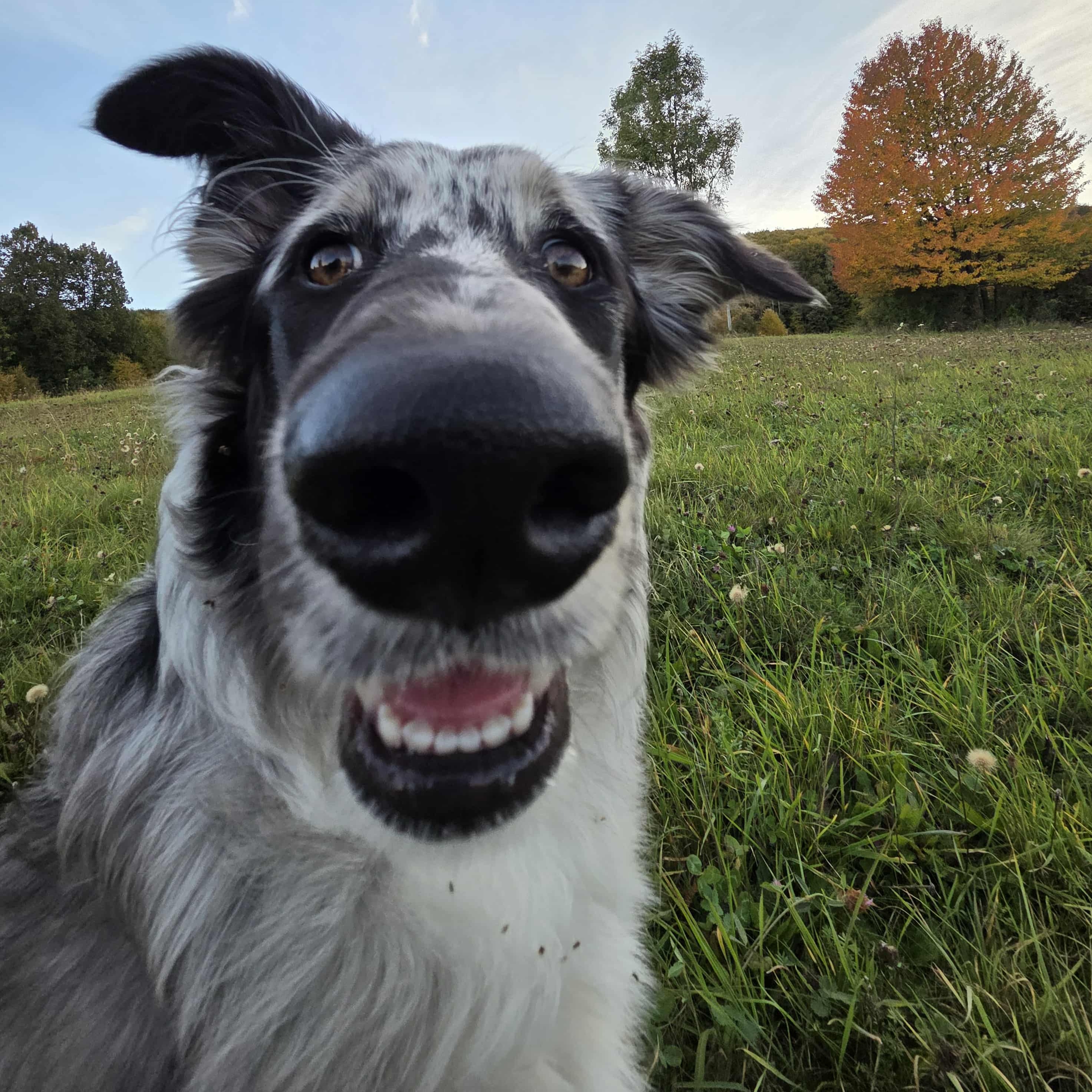 paníček Anna Č. 🐕 Aurora