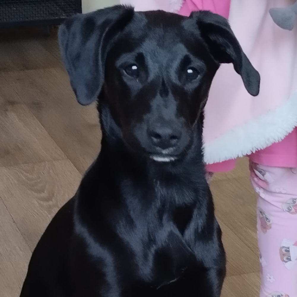 paníček Helena F. 🐕 Amy