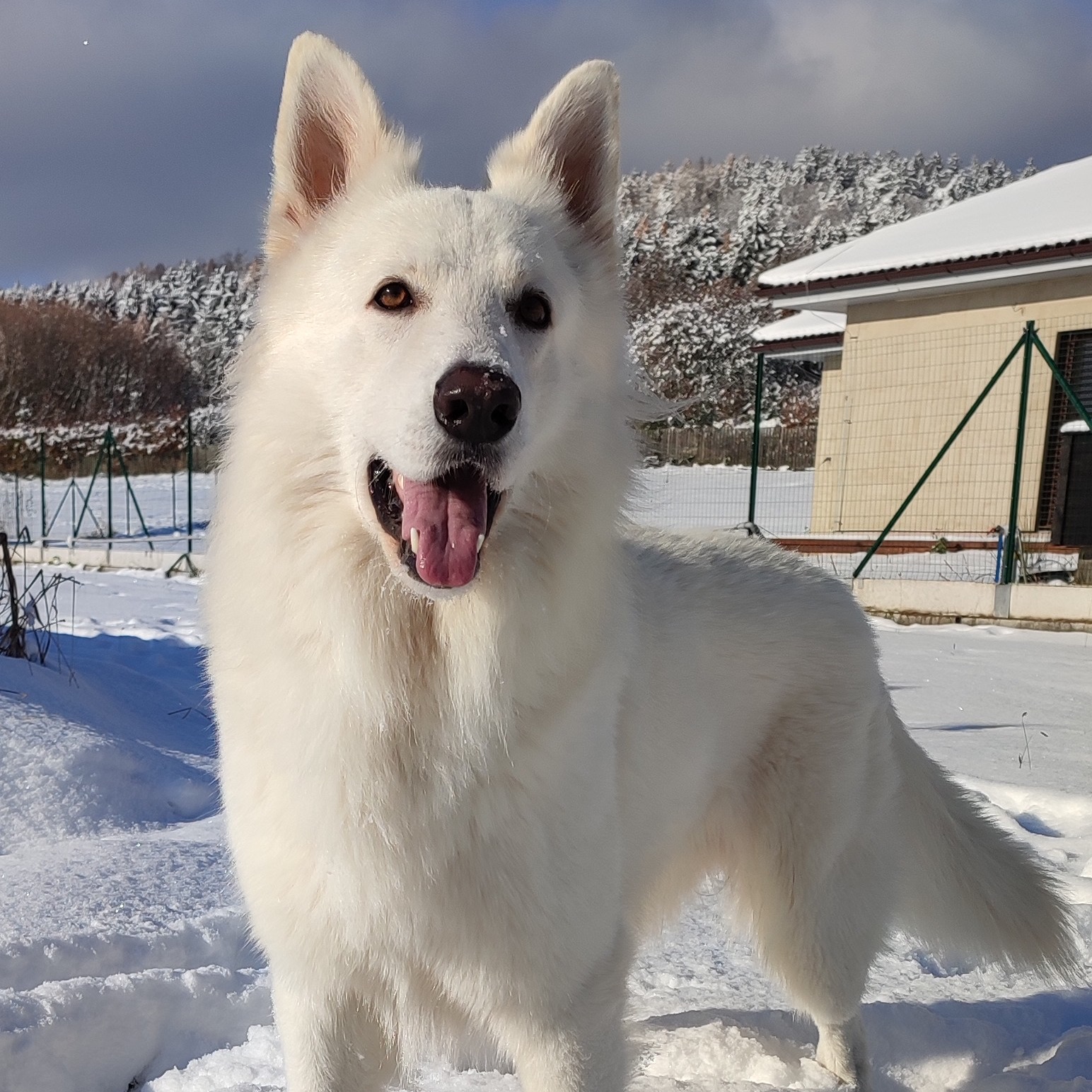 paníček Barbora P. 🐕 Falko