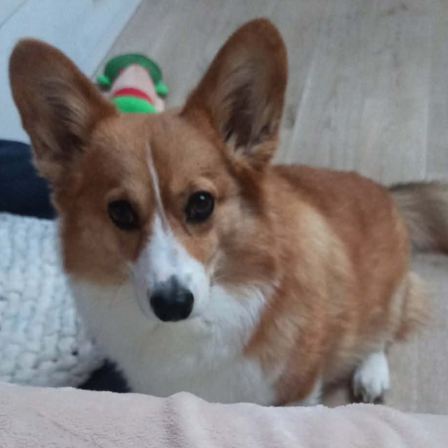 paníček Iveta B. 🐕 Štrúdlík