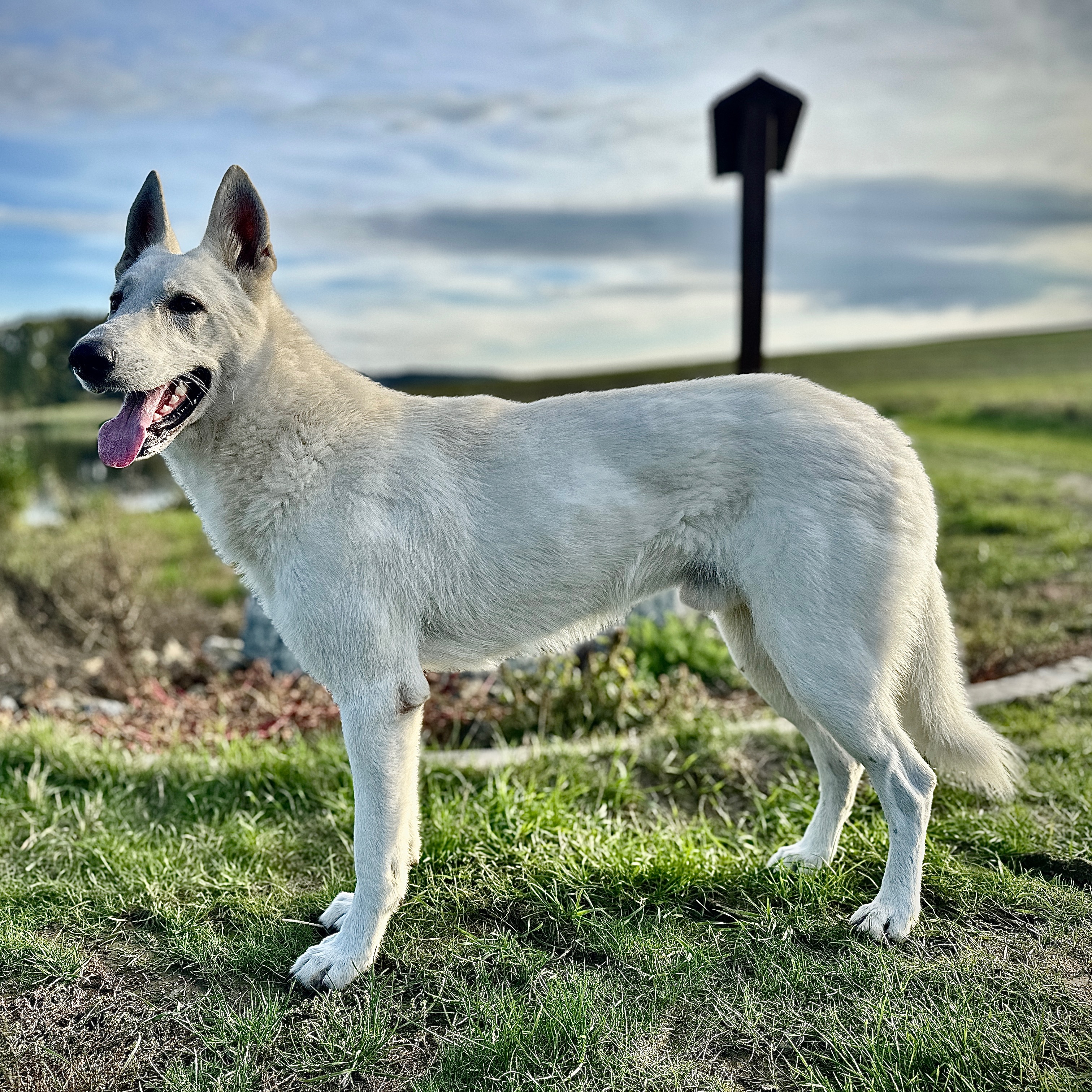 paníček Lukáš B. 🐕 Bourbon Charlie 