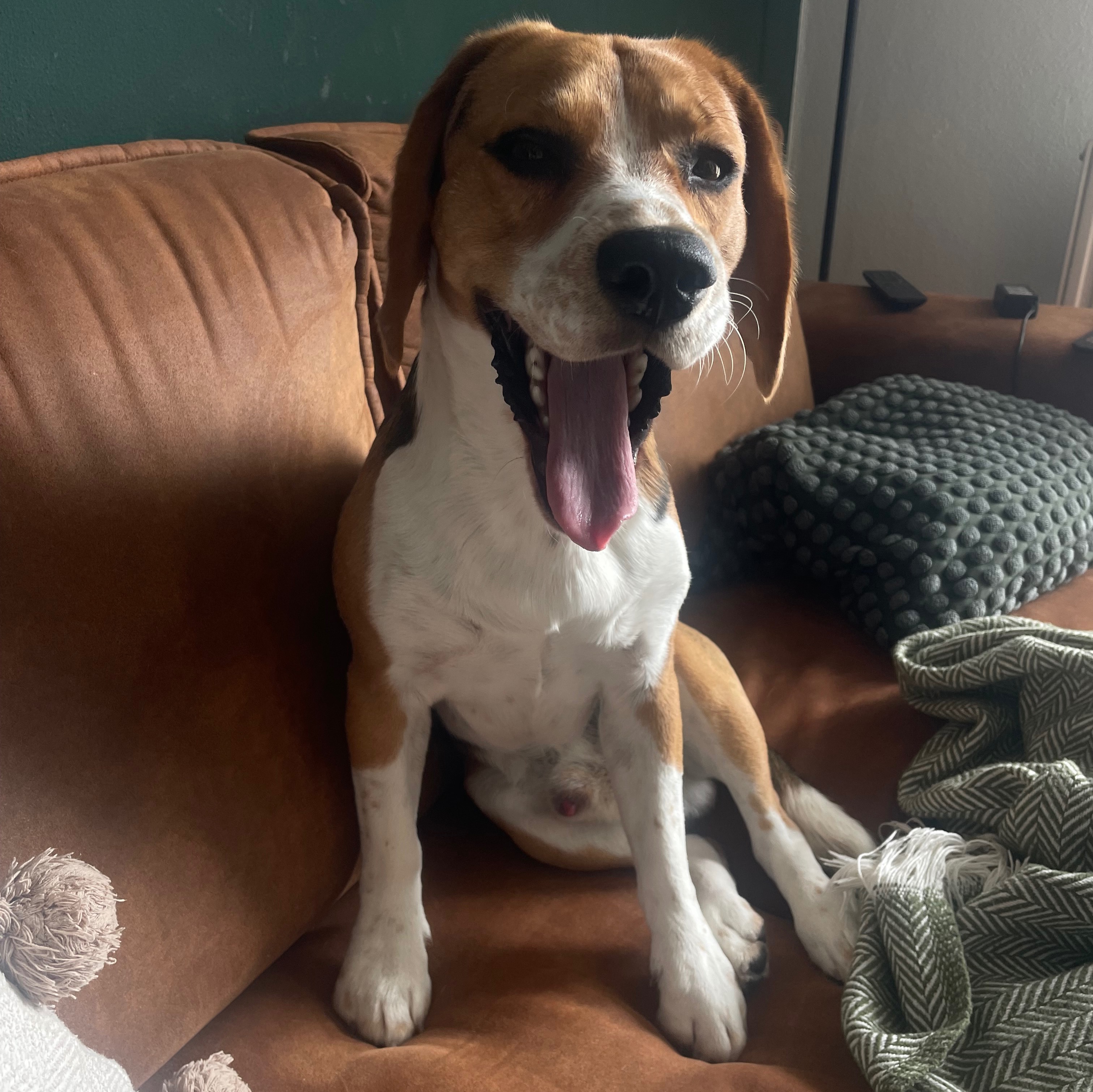 paníček Petra P. 🐕 Chico